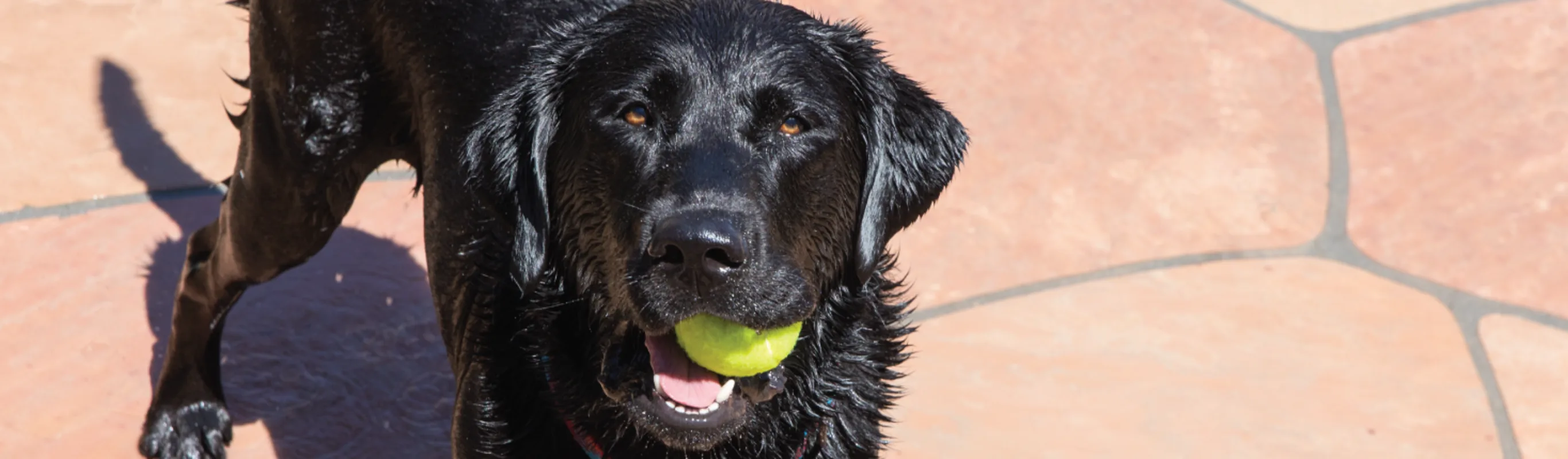 Dog with tennis ball in mouth by pool